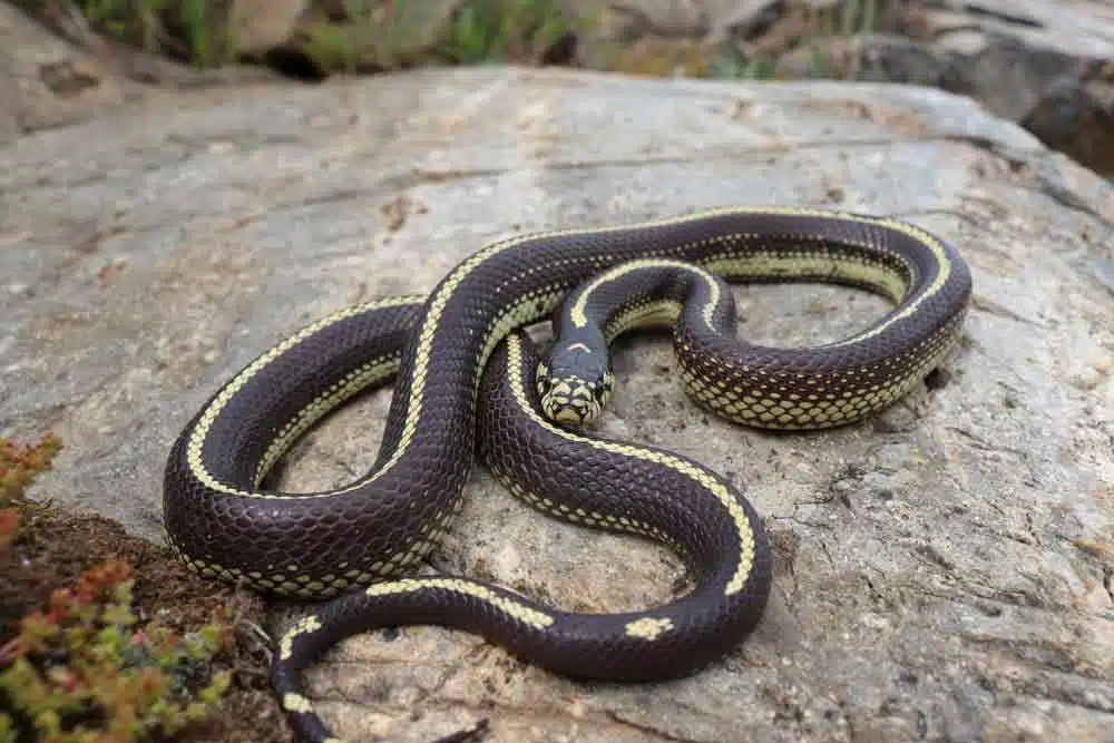 Pet Snakes
