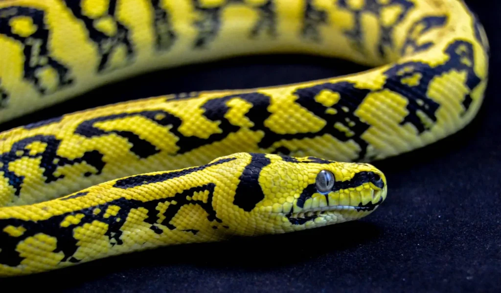 10 best pet snakes