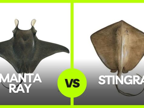 Difference Between Manta Ray and Stingray