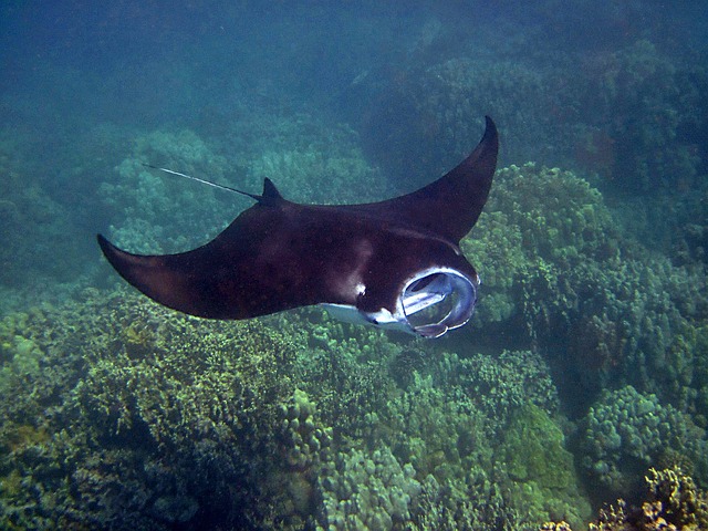 Difference Between Manta Rays and Stingrays