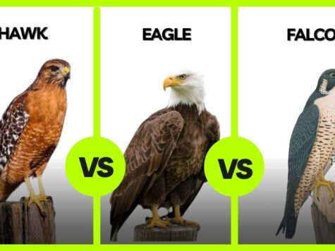 Difference between Hawk, Eagle and Falcon