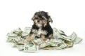 Most Expensive Dog Breeds