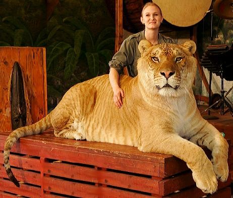 Facts About Ligers