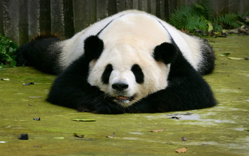 where do pandas sleep?