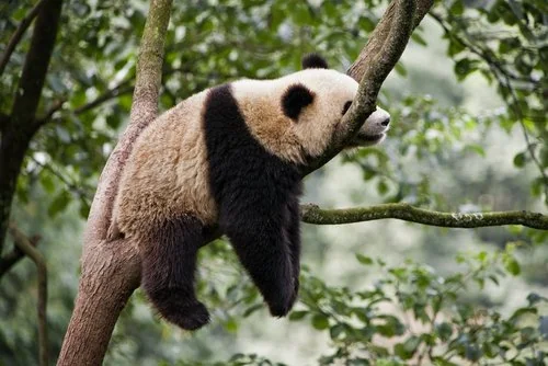 Panda Sleeping habits