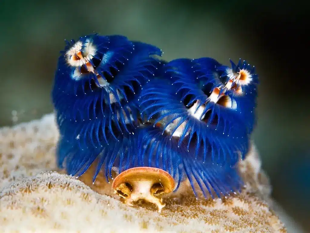 10 most beautiful sea creatures