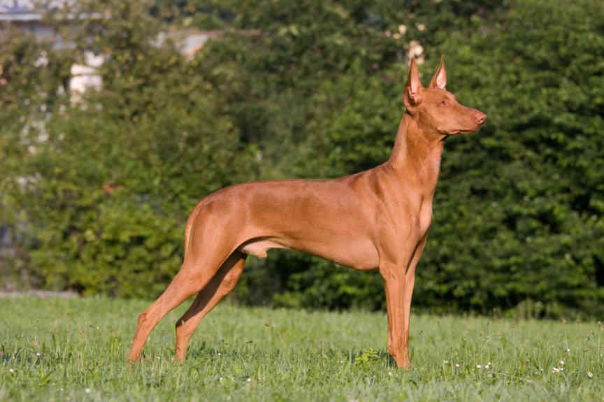Most Expensive Dog Breeds