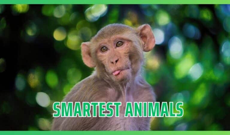 Animal Kingdom’s Geniuses – The Smartest Animals On The Planet Animal Kingdom’s Geniuses – The Smartest Animals On The Planet
