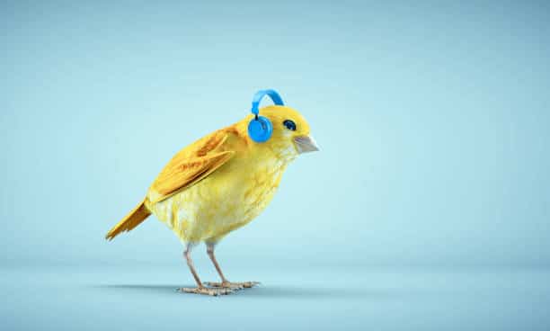 do-animals-love-music