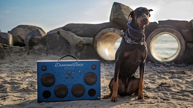 do-animals-like-music