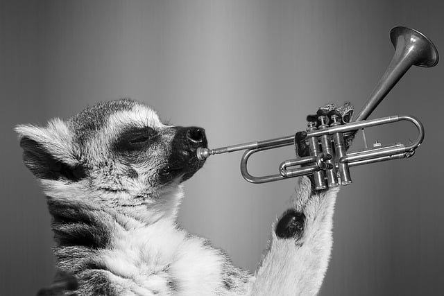 do-animals-like-music