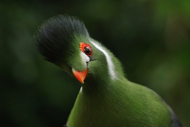 Did You Know Birds See More Colors Than Humans? Did You Know Birds See More Colors Than Humans?