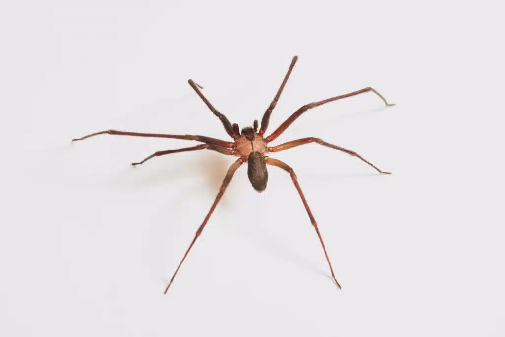 Brown-Recluse-Spider