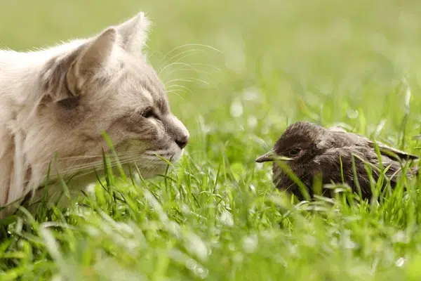 How Cats Kill Billions of Birds Every Year How Cats Kill Billions of Birds Every Year