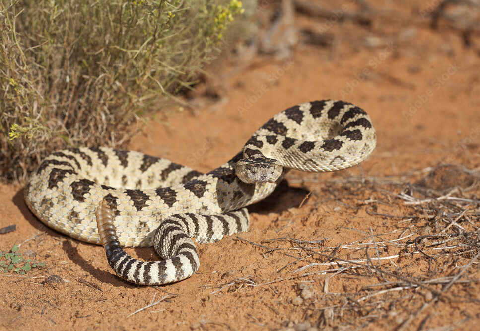 Great Basin Rattlesnake