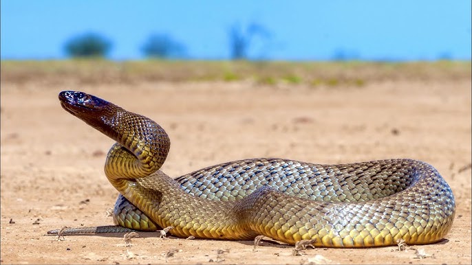 Top 10 Venomous Snakes That Can Be Found In Australia Top 10 Venomous Snakes That Can Be Found In Australia