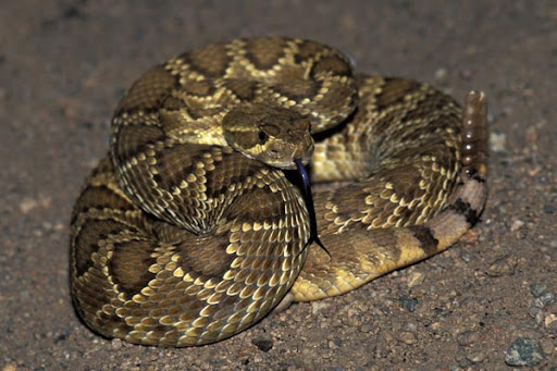 Mojave Rattlesnake