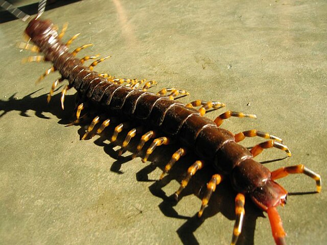Giant Centipede