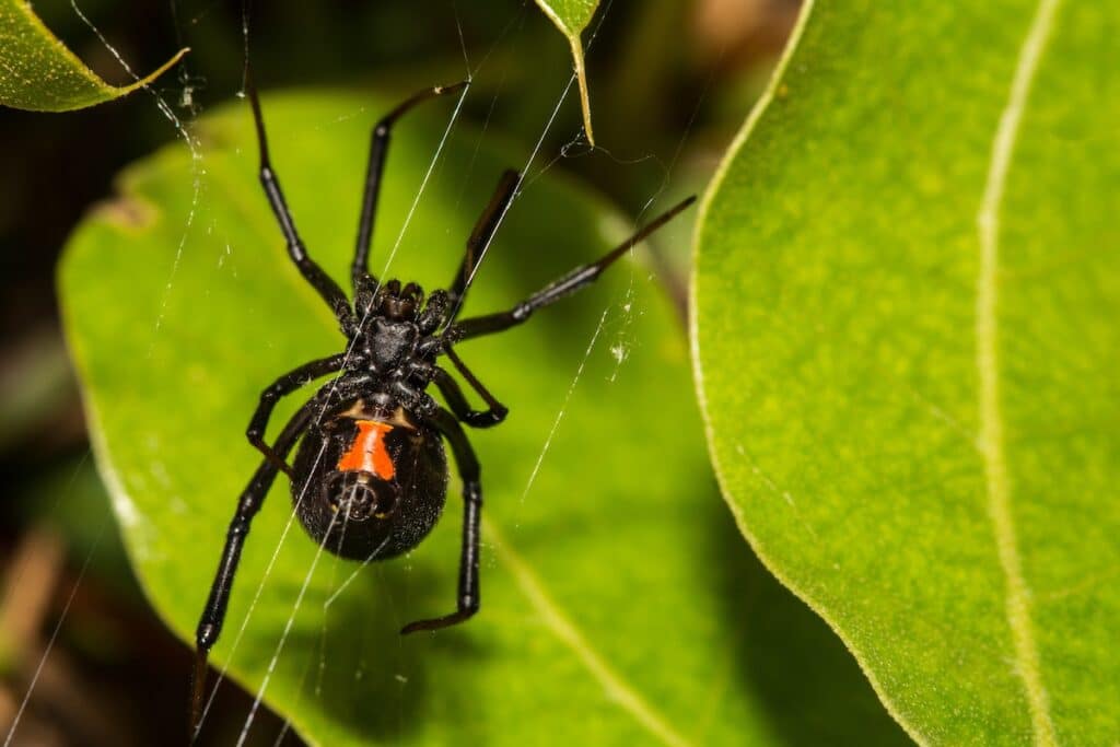 Black Widow