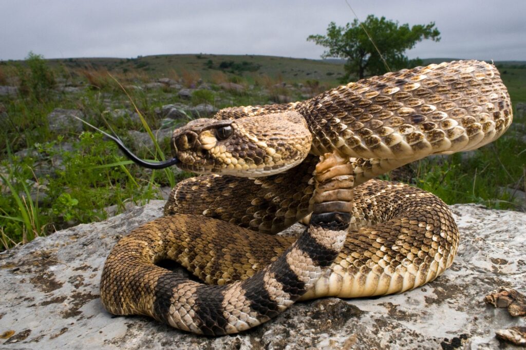 Western Diamondback Rattlesnake
