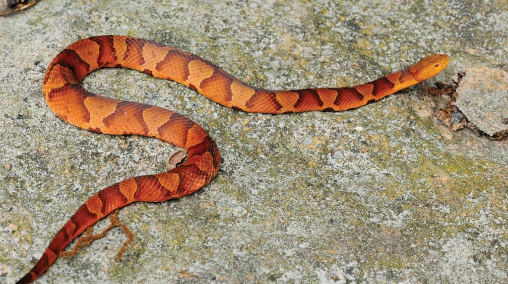 Copperhead Snake