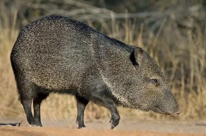 Javelina (Collared Peccary)