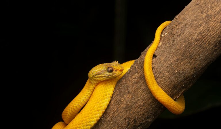 Deadliest Venomous Snakes That Can Be Found In The Amazon Rainforest Deadliest Venomous Snakes That Can Be Found In The Amazon Rainforest