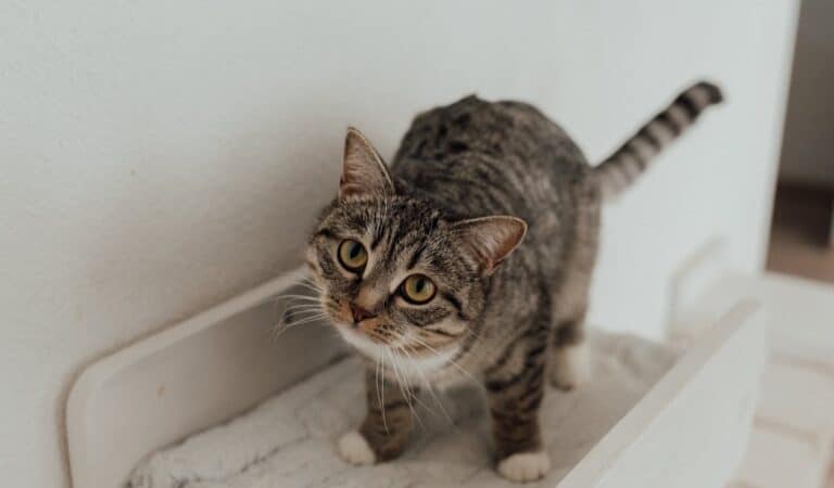 Why Does My Cat Meow At The Wall When No One’s There? Why Does My Cat Meow At The Wall When No One’s There?