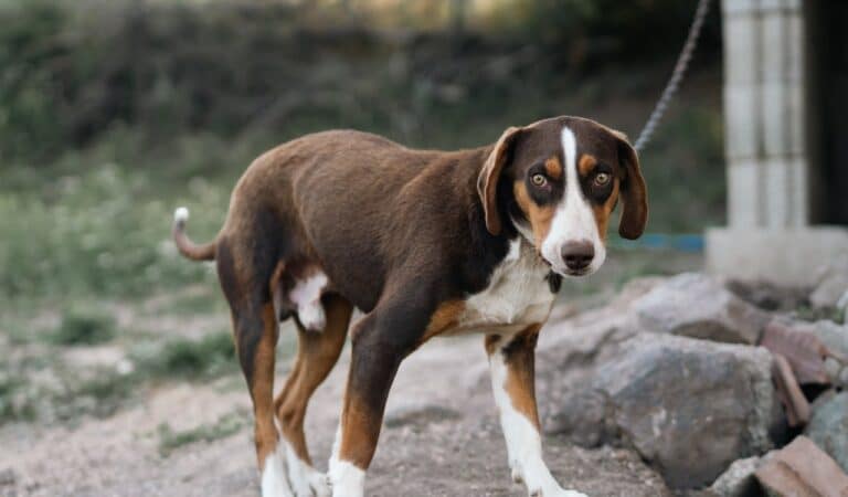 Why Does My Dog Only Poop When I Look Away? Why Does My Dog Only Poop When I Look Away?