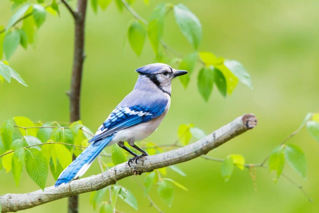 Blue Jay