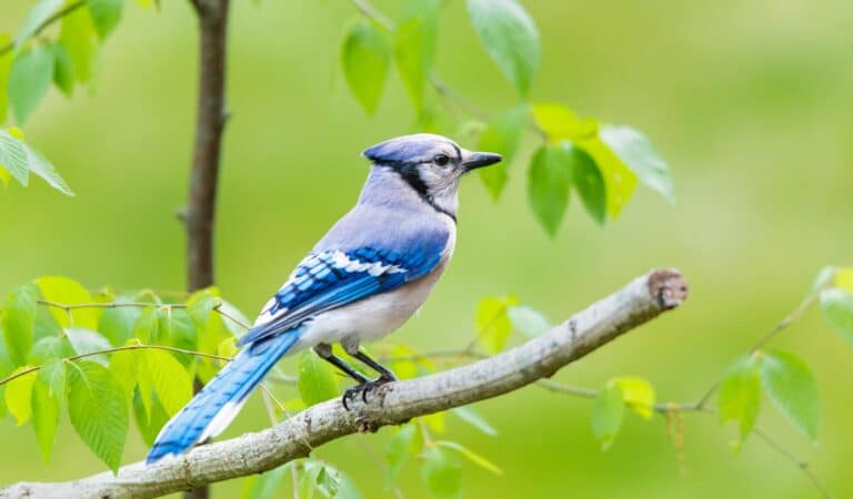 Common Birds in Georgia (U.S.): A Birdwatcher’s Guide to the Peach State Common Birds in Georgia (U.S.): A Birdwatcher’s Guide to the Peach State