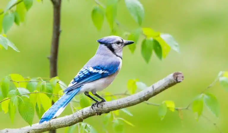 Common Birds in Georgia (U.S.): A Birdwatcher’s Guide to the Peach State Common Birds in Georgia (U.S.): A Birdwatcher’s Guide to the Peach State