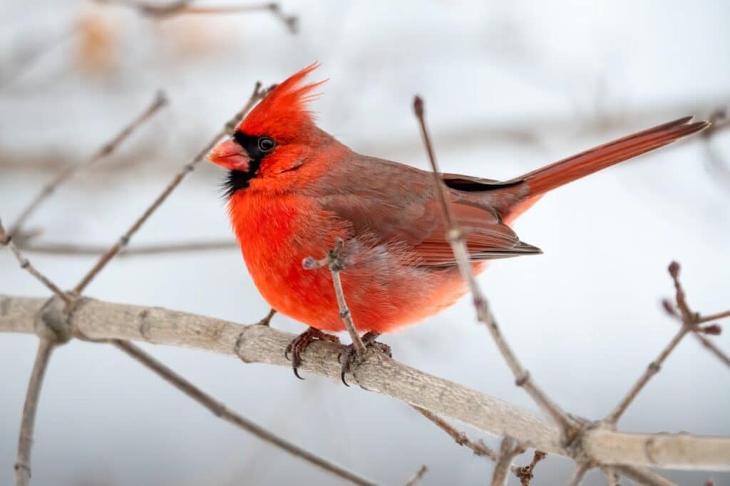 Northern Cardinal Cardinalis cardinalis