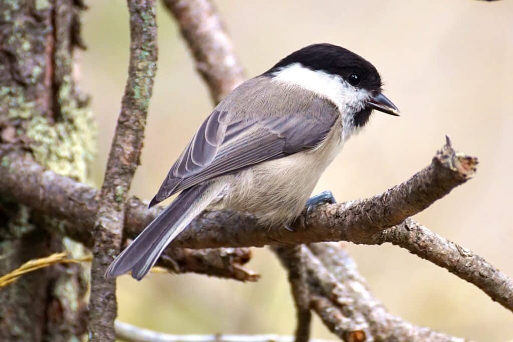 Carolina Chickadee