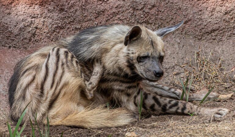 Top 10 Deadliest Desert Animals Top 10 Deadliest Desert Animals