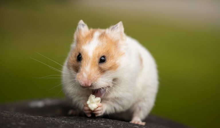 Which Animals Are Most Commonly Used in Psychological Research? Which Animals Are Most Commonly Used in Psychological Research?