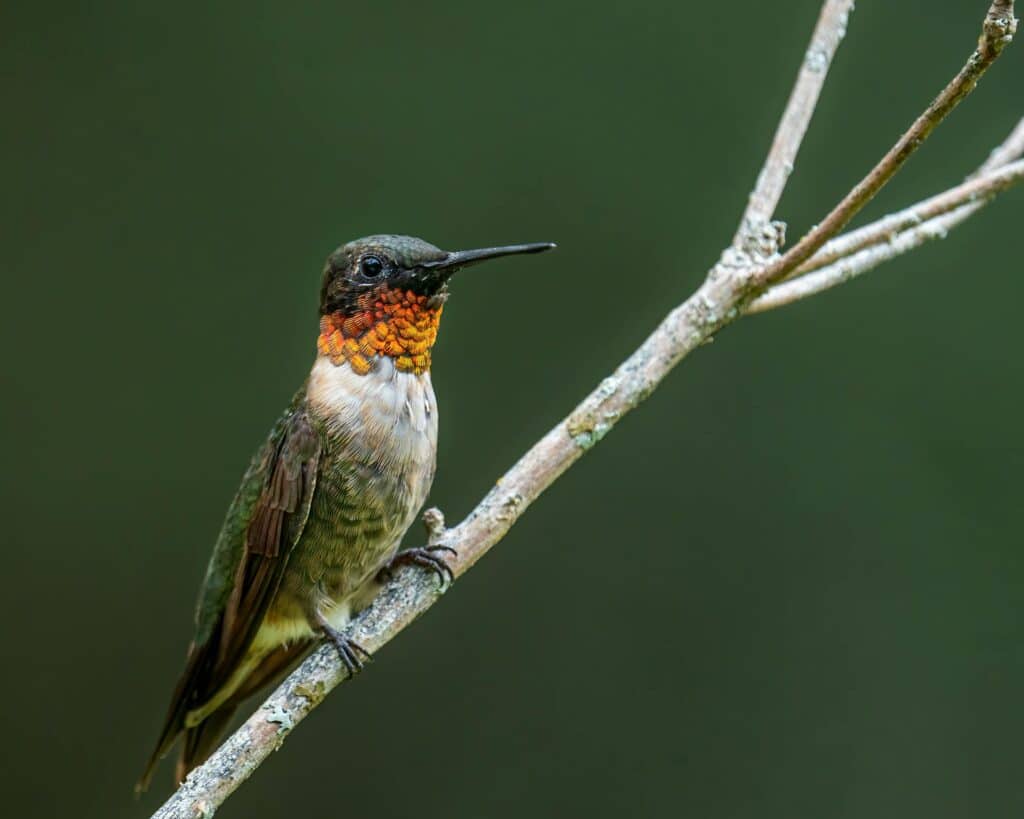 Ruby-Throated Hummingbird