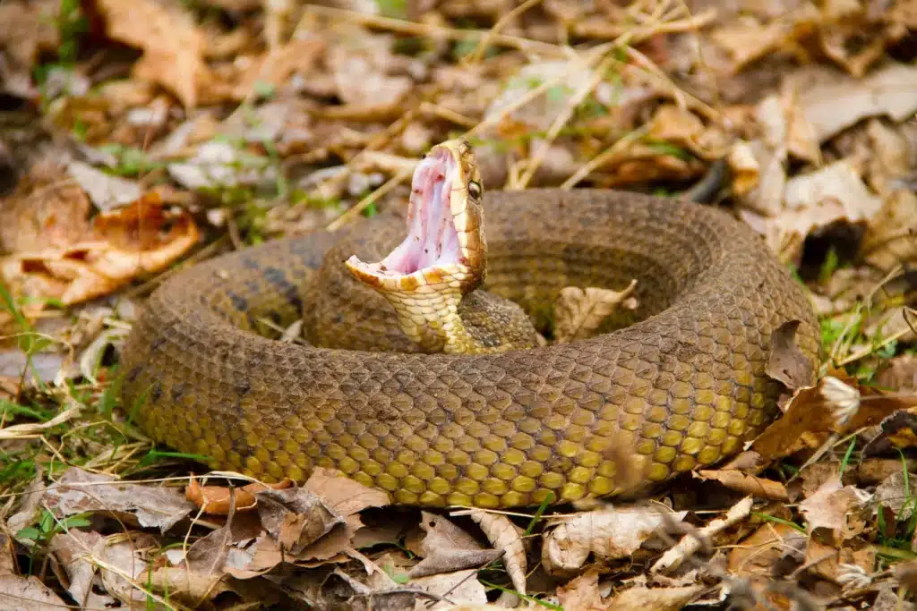 Cottonmouth