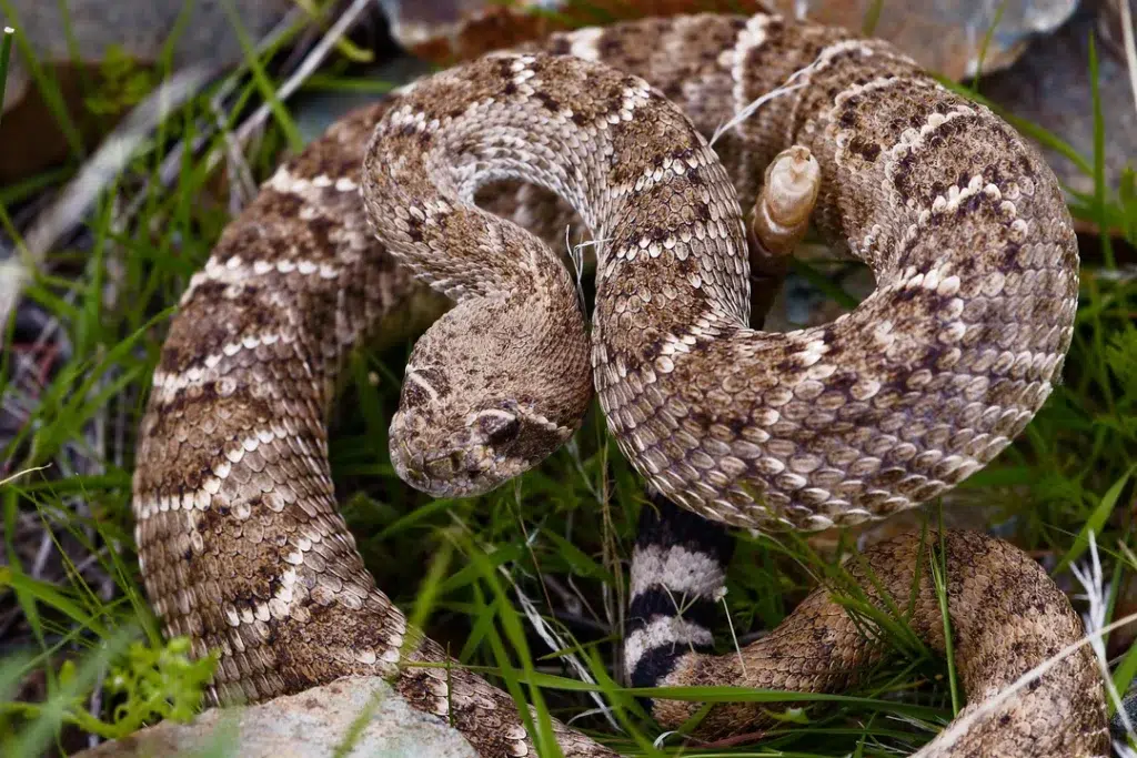 Western Diamondback Rattlesnake