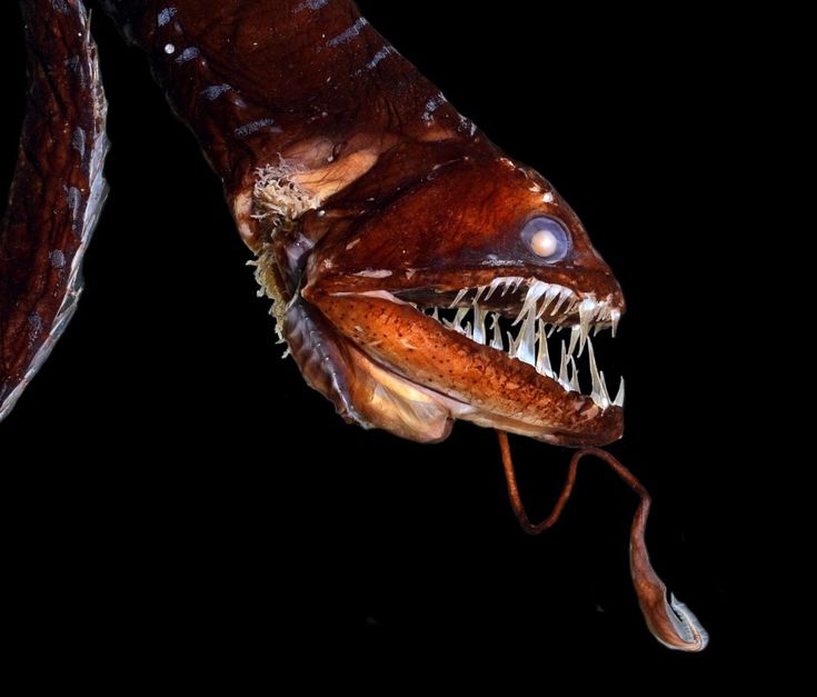 Deep Sea Dragonfish
