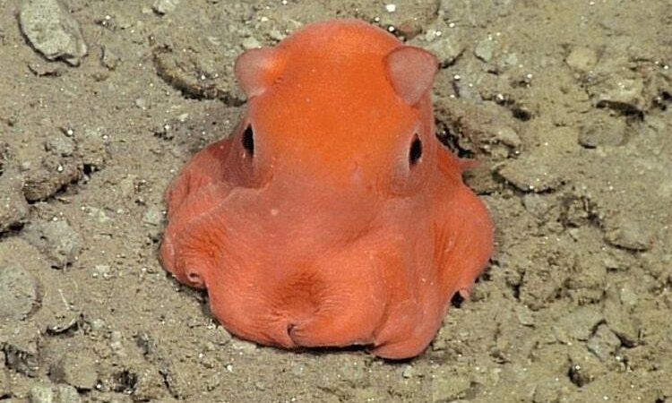 Interesting Facts About Dumbo Octopus Interesting Facts About Dumbo Octopus