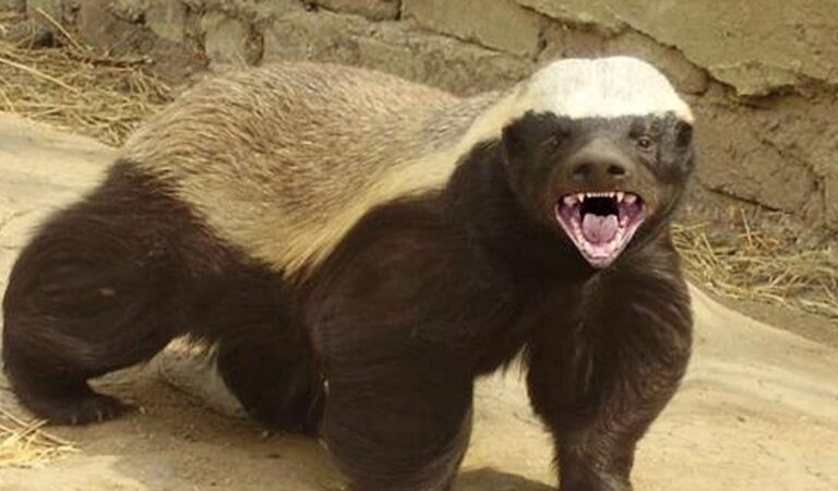 Top 10 Most Aggressive Animals on Earth Top 10 Most Aggressive Animals on Earth