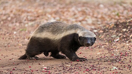 Honey Badgers