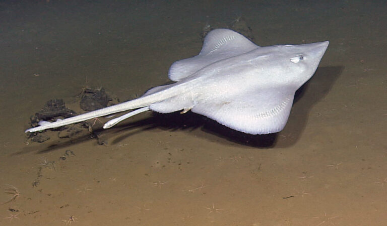Top 10 Animals Found Near Underwater Volcanoes Top 10 Animals Found Near Underwater Volcanoes