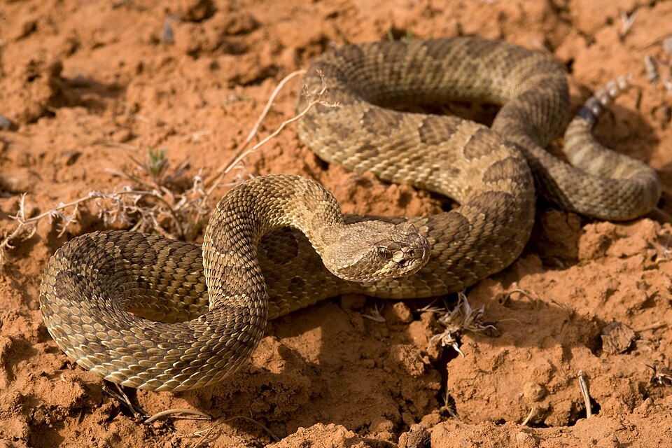 are there rattlesnakes in montana​
