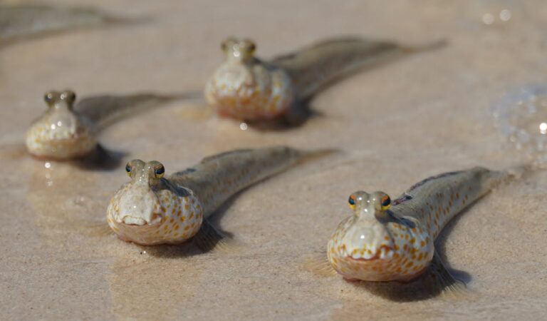 Interesting Facts About Mudskippers Interesting Facts About Mudskippers