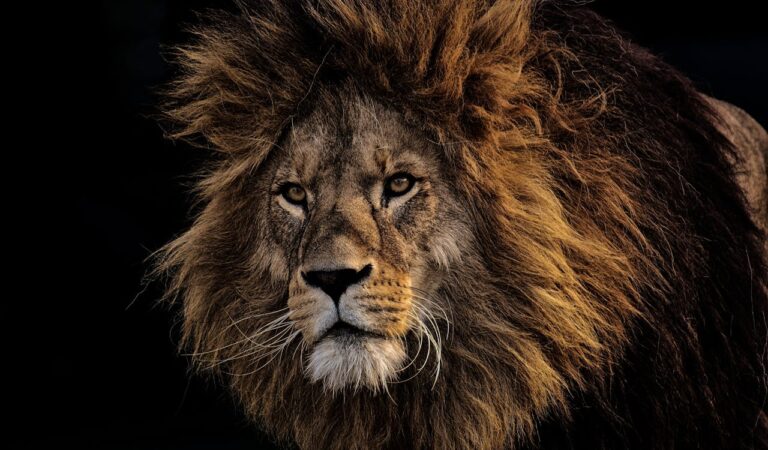 Which Animal Represents Bravery? Which Animal Represents Bravery?