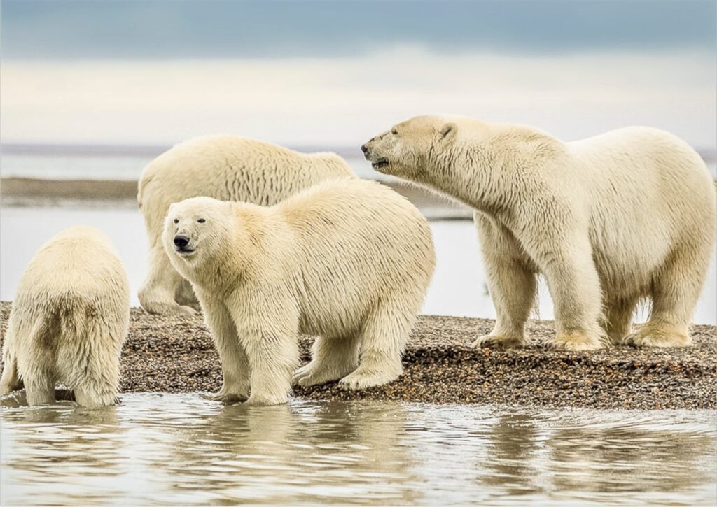Are there Polar Bears in Antarctica?