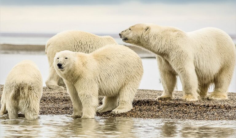 Are there Polar Bears in Antarctica? Are there Polar Bears in Antarctica?