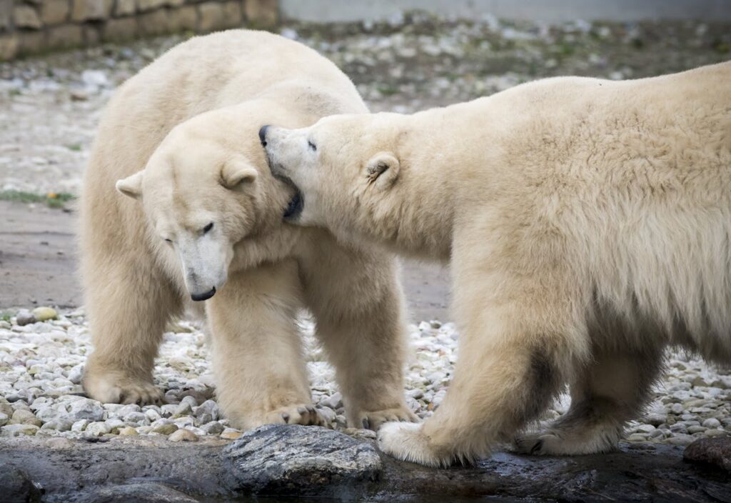 Are there Polar Bears in Antarctica?